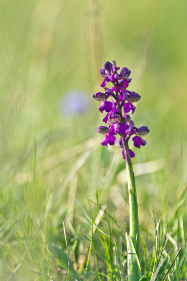 Anacamptis morio